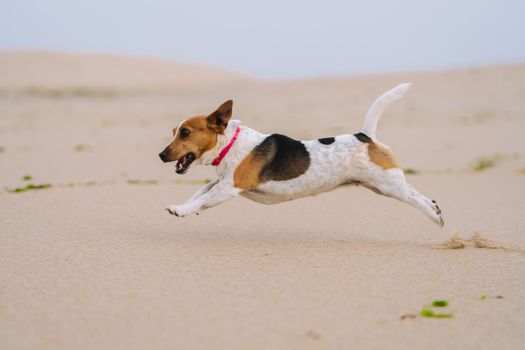 Jack Russell Terrier dog