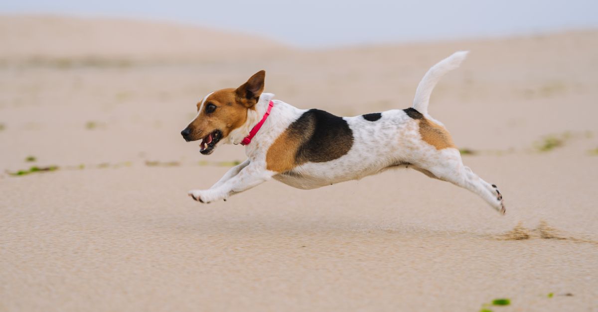A lively Jack Russell Terrier joyfully running across sandy beach terrain on a clear day.