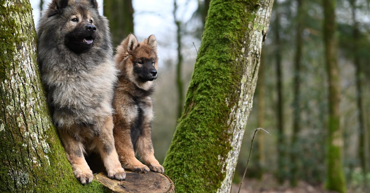 Two Eurasier dogs standing on a mossy tree stump in a vibrant forest setting.