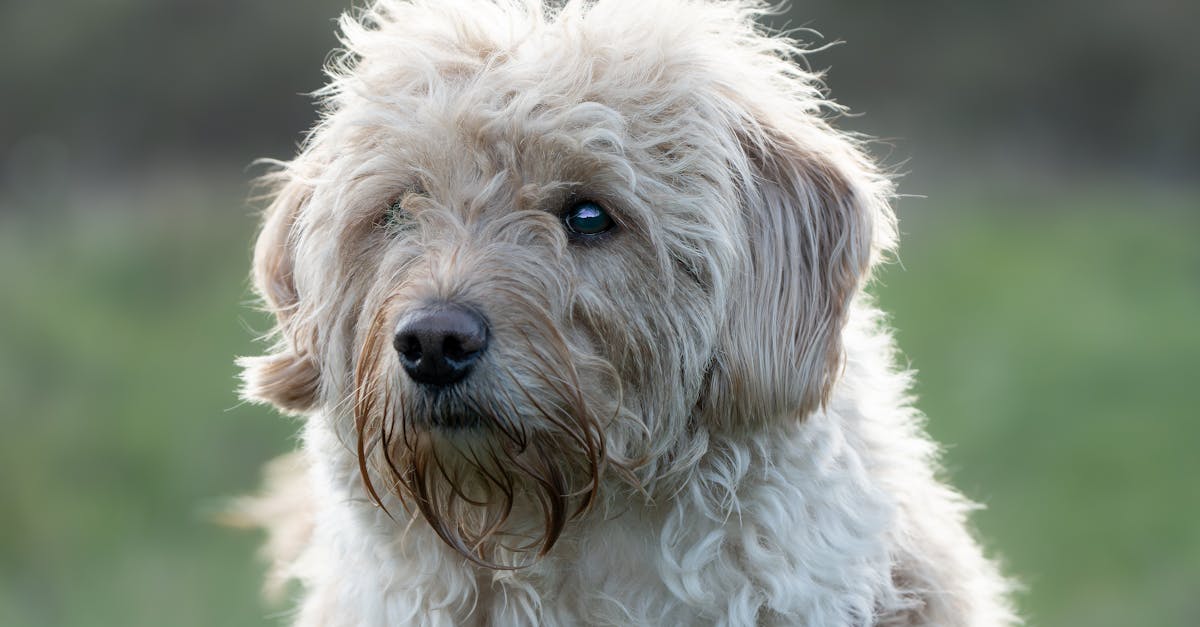 Portrait of a fluffy dog outdoors capturing its gentle expression.