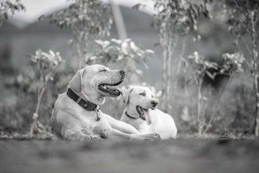 Black and white photo of two Labrador Retrievers relaxing outdoors, showcasing serenity and companionship.