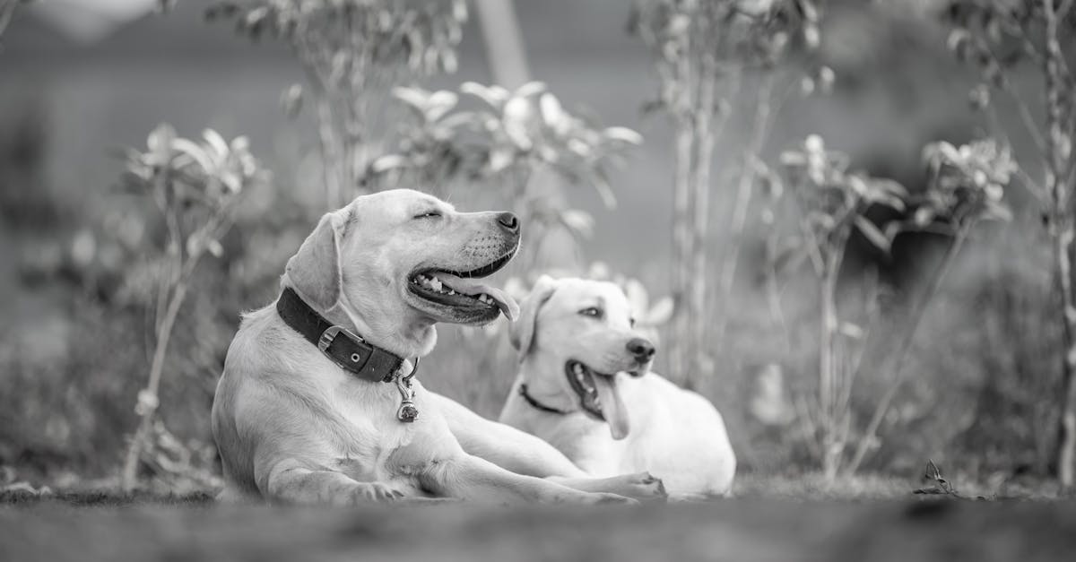 Black and white photo of two Labrador Retrievers relaxing outdoors, showcasing serenity and companionship.