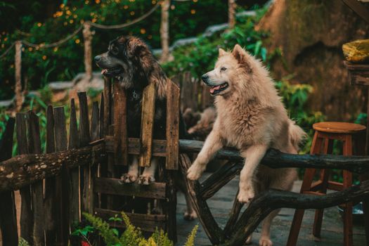 Leonberger dog