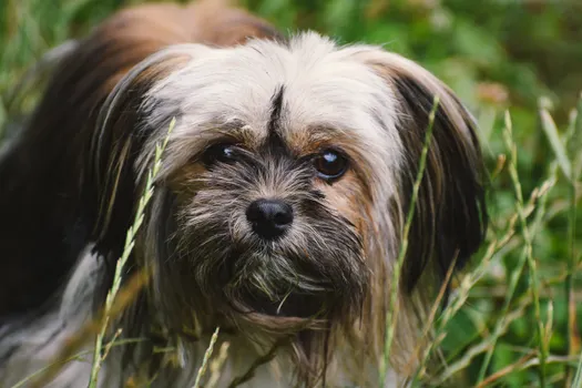 Lhasa Apso dog