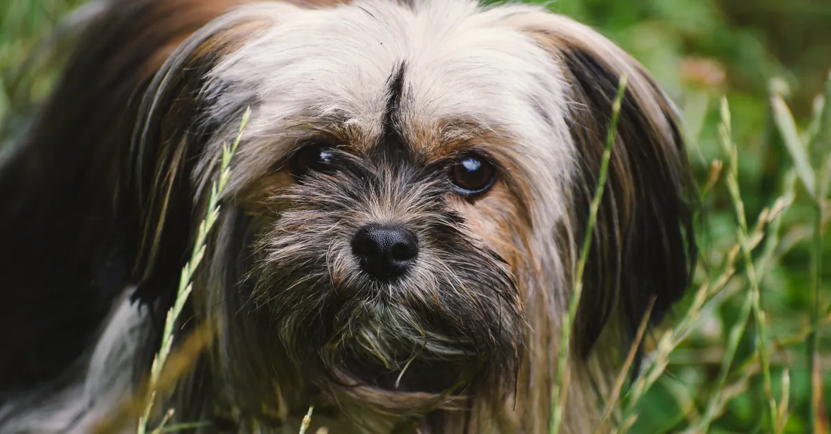 Close-up portrait of a cute Shih Tzu dog surrounded by grass outdoors.