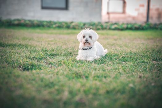 Maltese dog