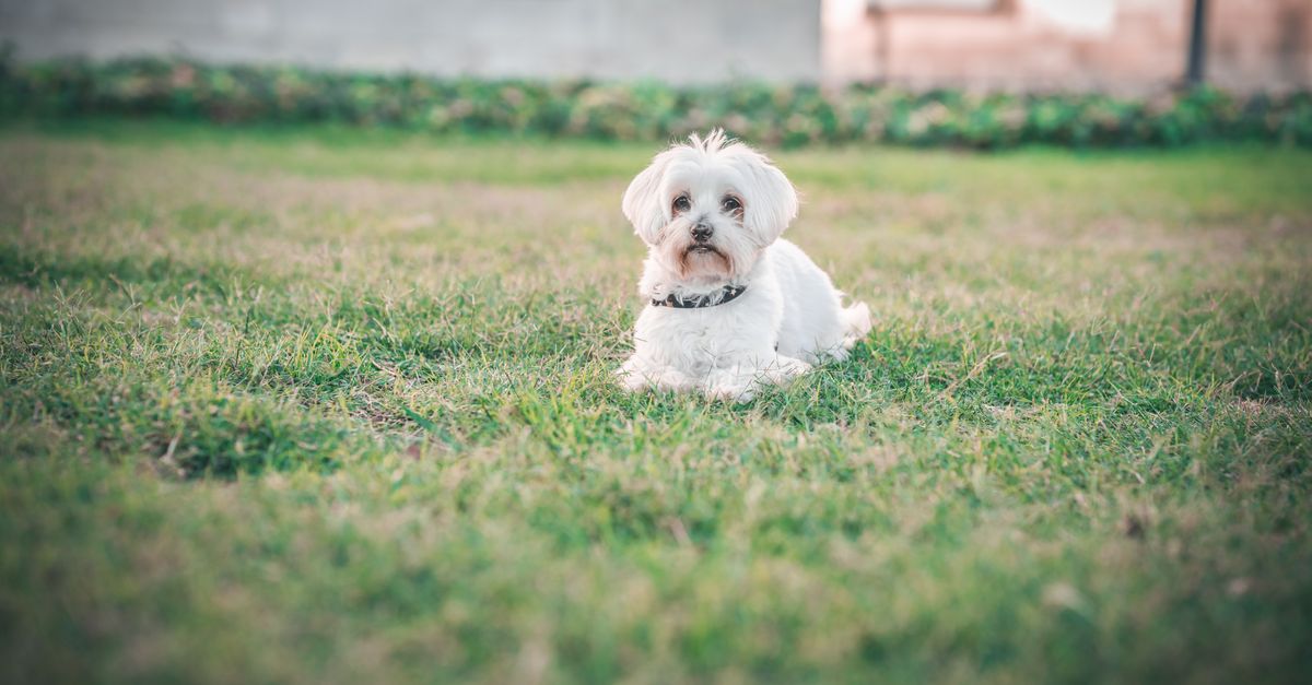 Cute Maltese dog lying on grass outdoors in daylight, serene and calm.