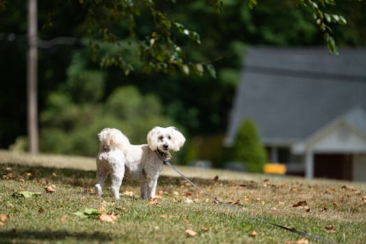 Maltipoo dog