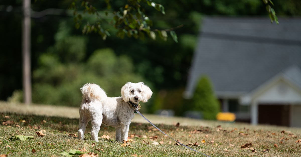 Adorable poodle mix enjoying a sunny day outside in Canonsburg, Pennsylvania.