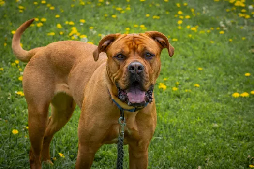 Mastiff dog