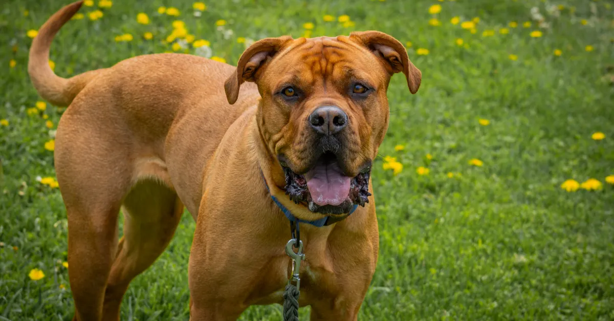 A cute Bordeaux Mastiff dog with brown fur standing on grassy field with flowers.