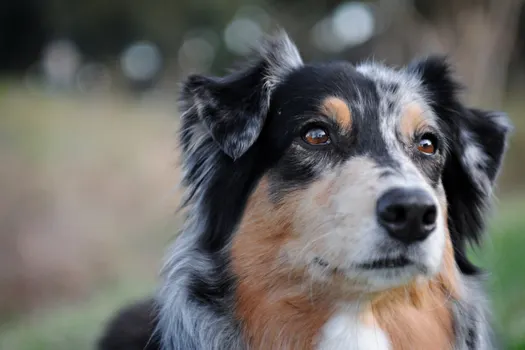 Miniature American Shepherd dog