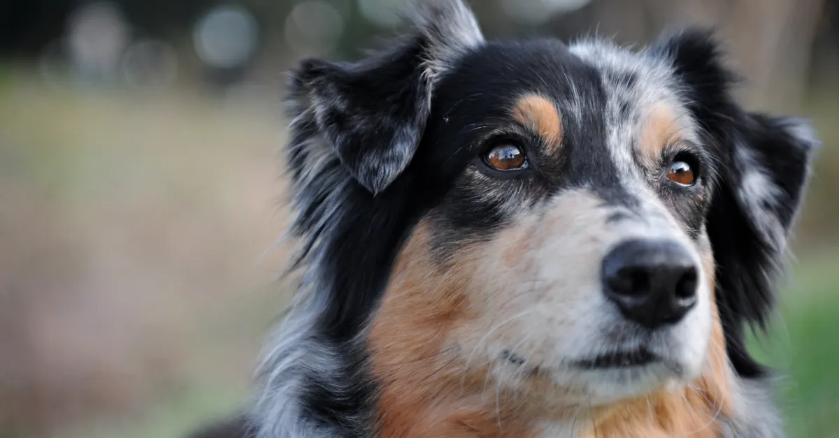 Detailed close-up of an attentive Australian Shepherd dog outdoors.