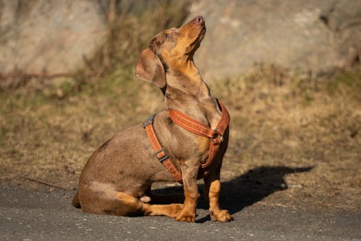 Miniature Dachshund dog