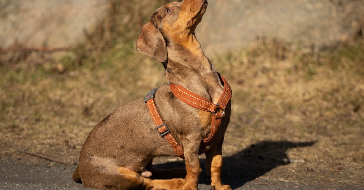 A brown dachshund wearing a harness sits on a path in sunlight, showcasing its inquisitive expression.