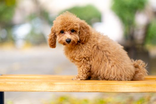 Miniature Poodle dog
