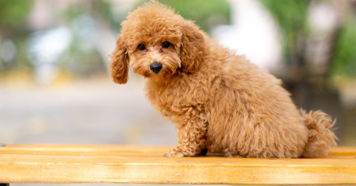 Cute and fluffy poodle puppy sitting on a bench outdoors with a blurred background.