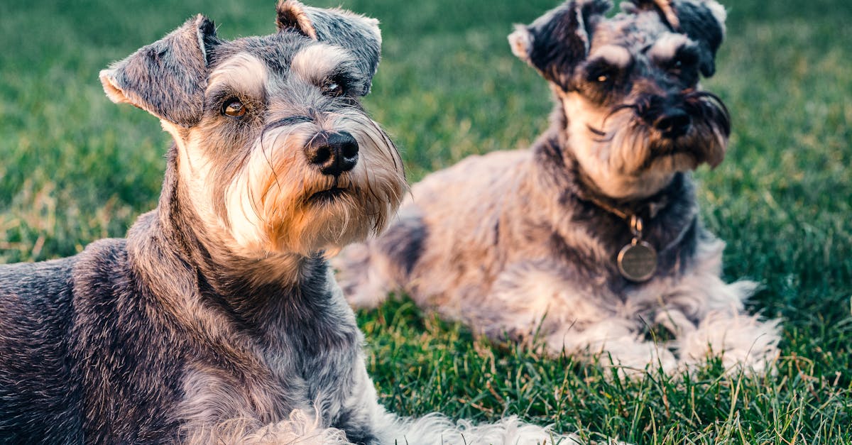 Two adorable Schnauzer dogs resting on grass in London, showcasing their distinctive features.