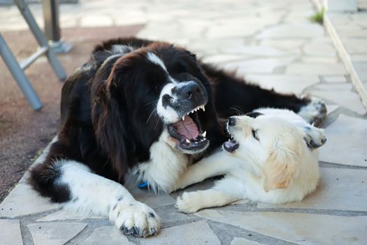 Newfoundland dog