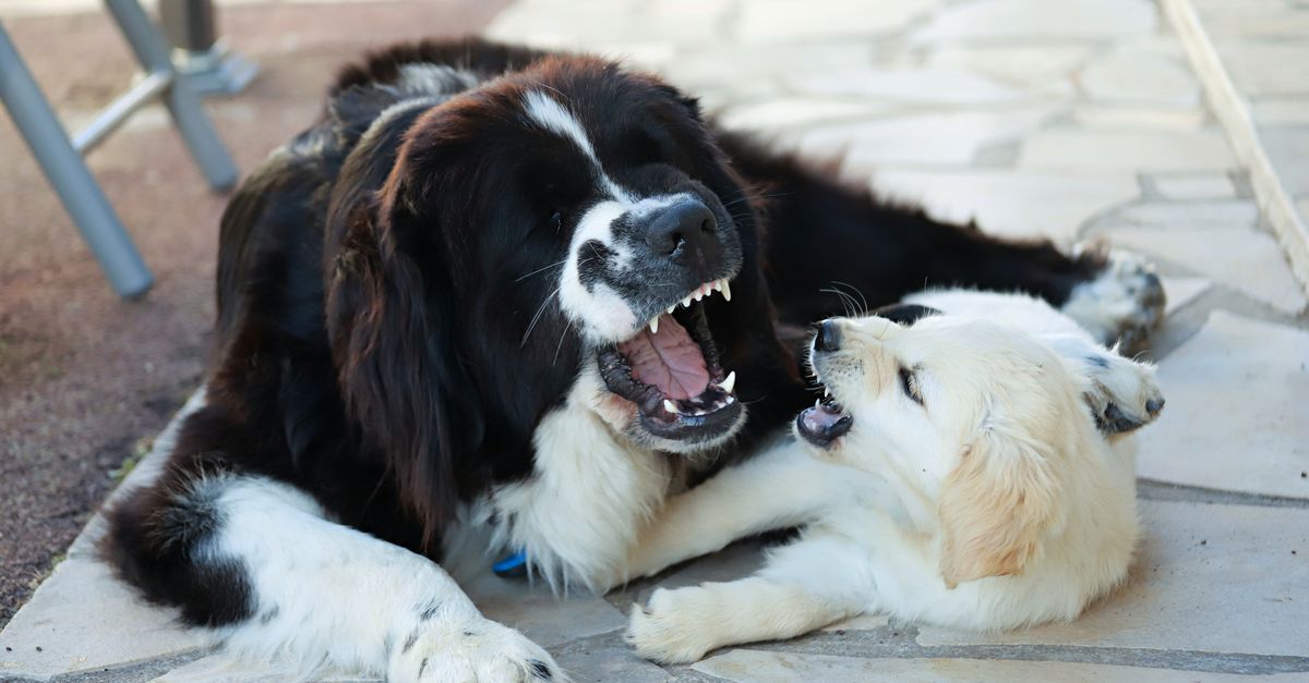 Two friendly dogs playing together on outdoor pavement in France.