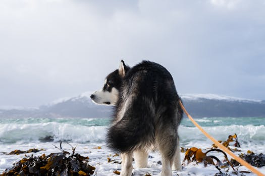 Norwegian Elkhound dog