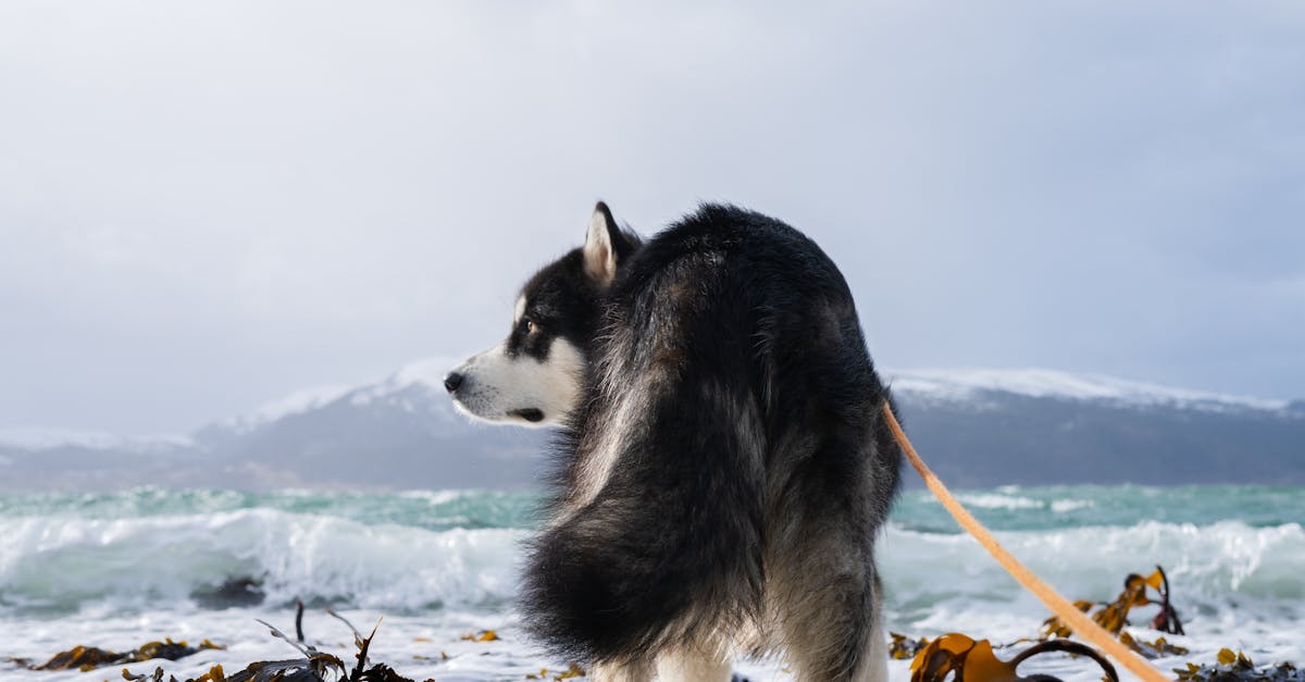 Siberian Husky on a snowy beach in Norway, with a backdrop of ocean and mountains.