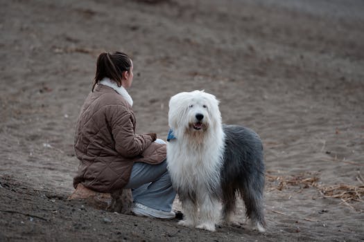 Old English Sheepdog dog