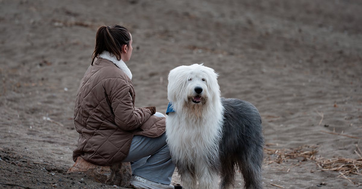 A woman sits with her Old English Sheepdog on a sandy beach in Stamford, Connecticut.
