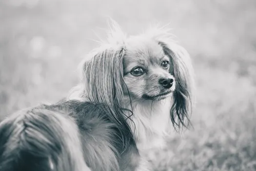 Papillon dog