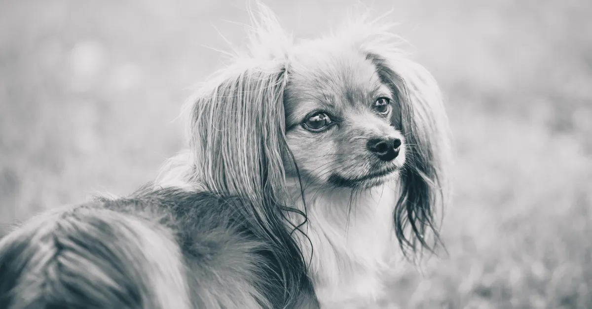 Captivating black and white portrait of a Papillon dog sitting outdoors, radiating elegance and charm.