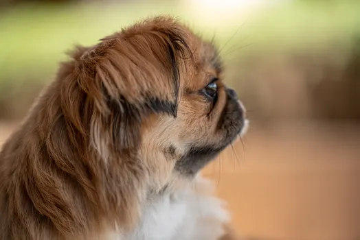 Pekingese dog