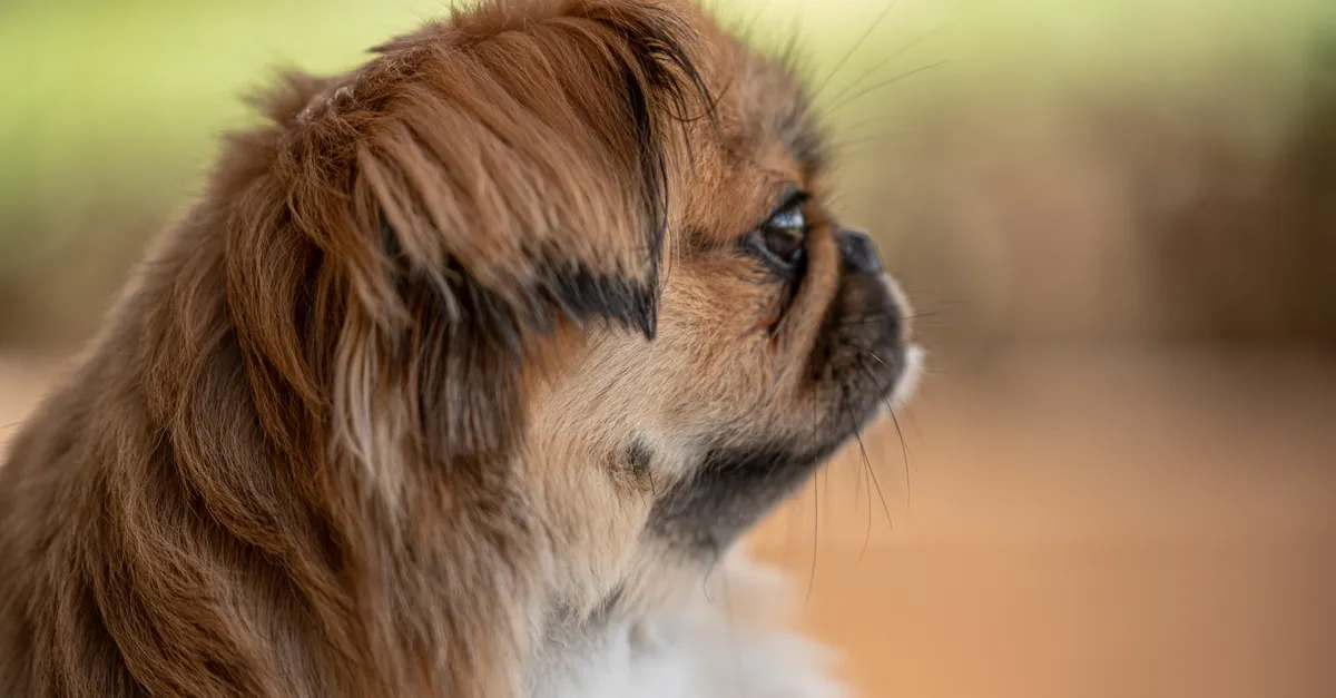 Captivating close-up of a Pekingese dog in profile with soft natural lighting, showcasing its rich fur texture.
