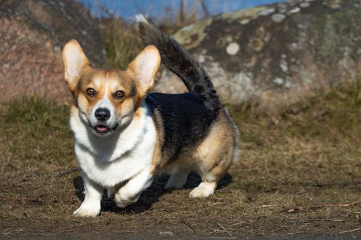 Pembroke Welsh Corgi dog