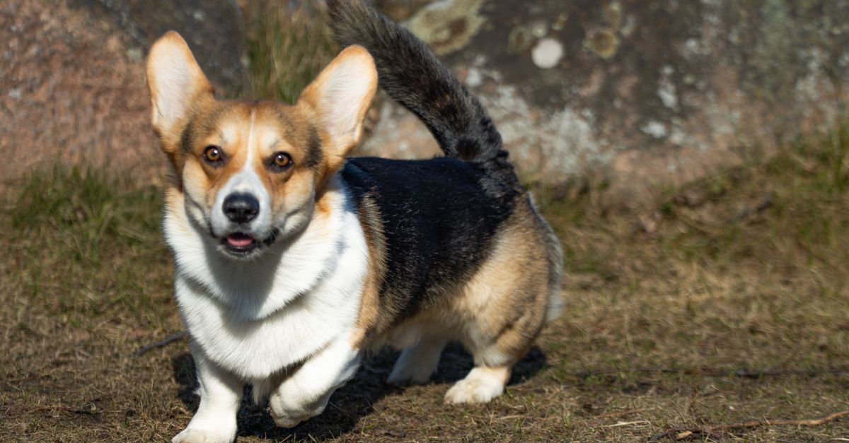 A happy Corgi dog running on grass beside rocks in Jönköping, Sweden. Captured during daytime.