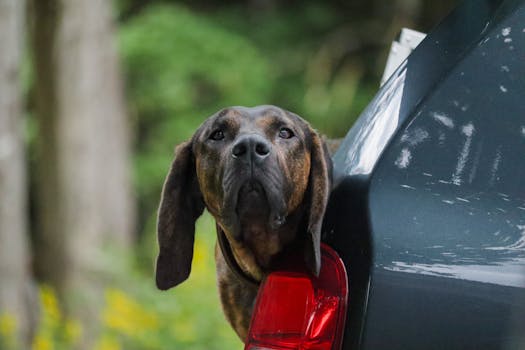Plott Hound dog