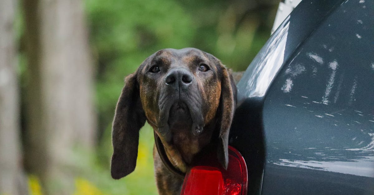 A brown dog peeking out of a car in a forest setting, looking curious.