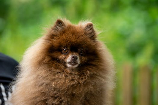 Pomeranian dog