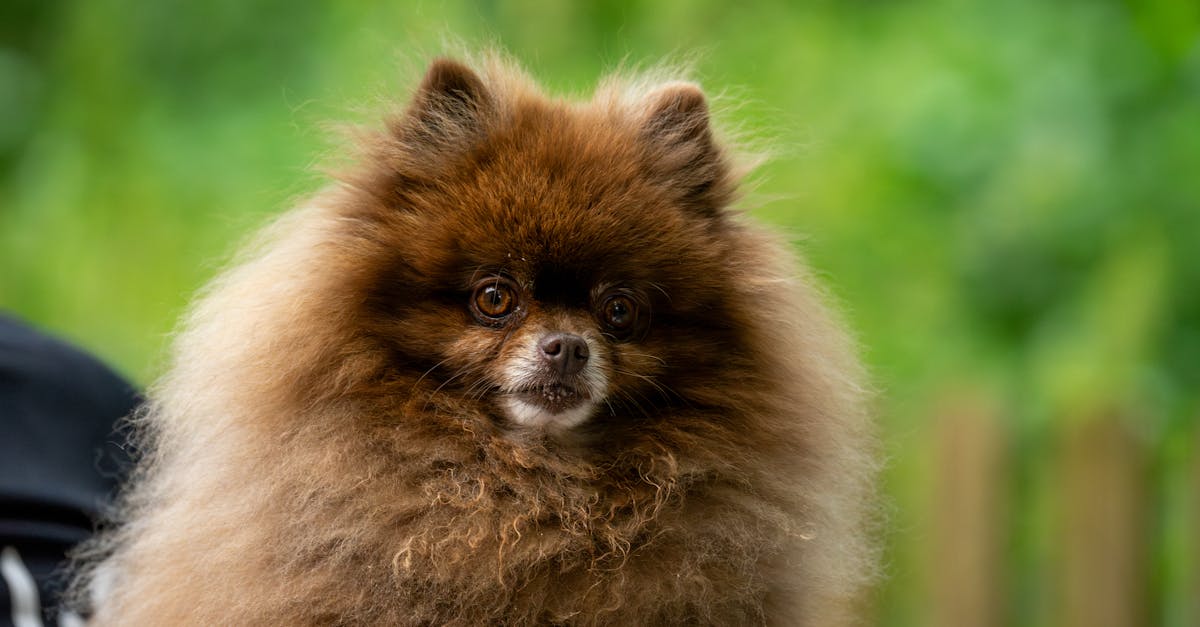 Adorable fluffy brown Pomeranian dog portrait captured outdoors.