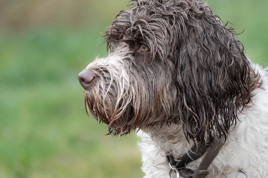 Portuguese Water Dog dog
