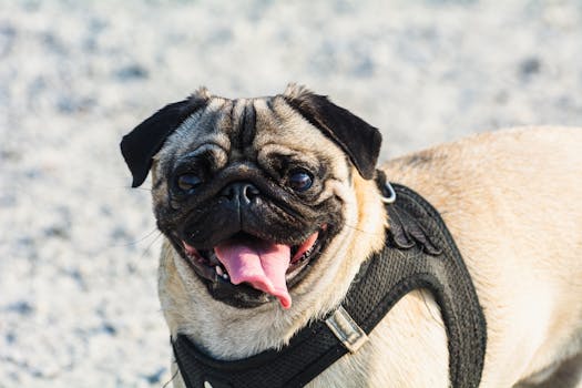 Pug dog