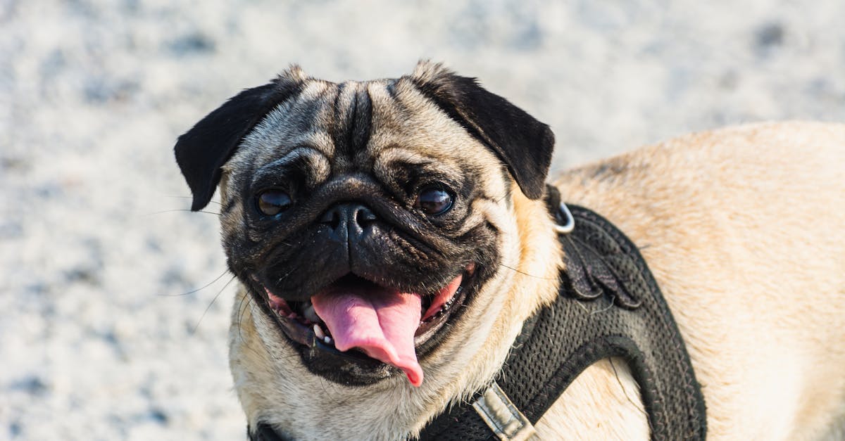 A cheerful pug dog wearing a harness outdoors, sticking out its tongue under the sun.