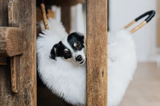 Rat Terrier dog