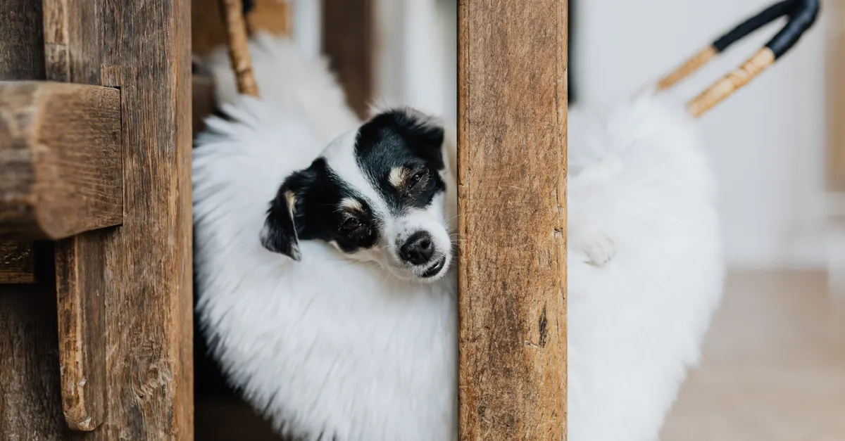 Cute funny Rat Terrier resting on hanging white fluffy soft pet sleeping bed and looking at camera near wooden shabby wall