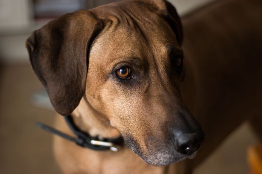 Rhodesian Ridgeback dog