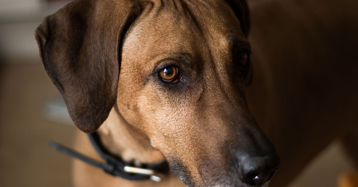A stunning close-up photo of a Rhodesian Ridgeback with expressive eyes.