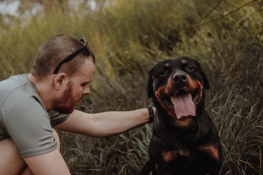 Rottweiler dog