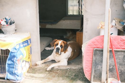 Saint Bernard dog