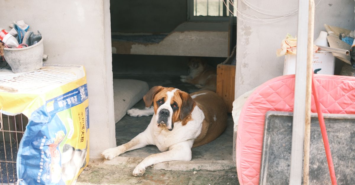 A Saint Bernard dog lies calmly at the entrance of a concrete shelter, surrounded by various items.