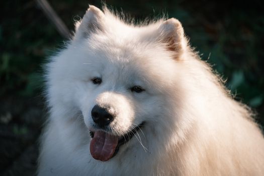 Samoyed dog