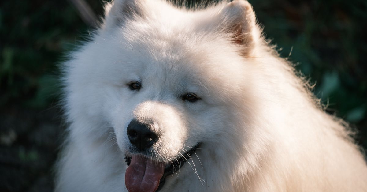 A fluffy Samoyed dog in warm evening sunlight, showcasing its loyal and friendly demeanor.